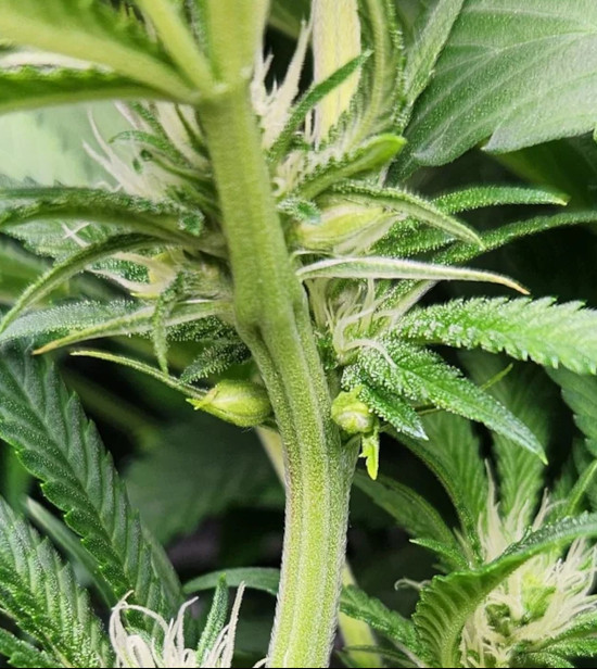 Example of hermaphroditism in cannabis
